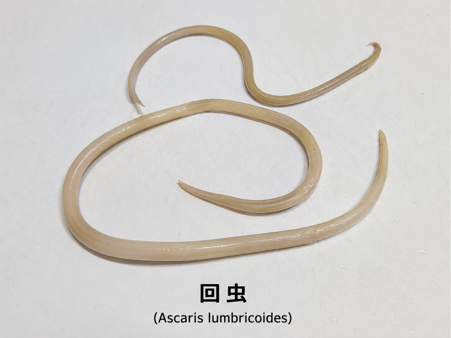 白っぽい板の表面に、淡い黄白色の回虫が曲がった状態で置かれている写真風画像。人体寄生性線虫である回虫を上から観察した構図。