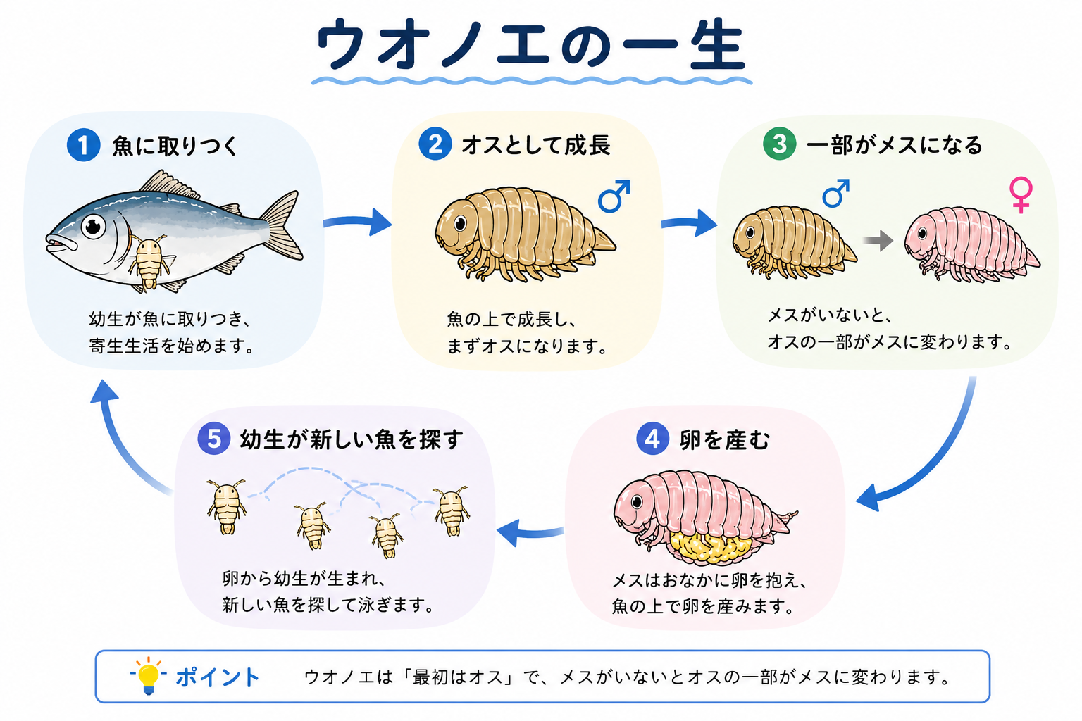 ウオノエの生活環を示したイラスト図。魚に取りつく→オスとして成長→一部がメスになる→卵を産む→幼生が新しい魚を探す、という5段階を矢印で循環表示している。