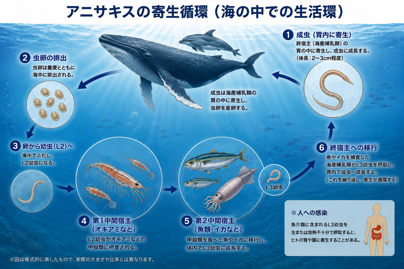 海中を背景に、クジラ・イルカ・オキアミ・魚類・イカを用いて、アニサキスが卵から幼虫、成虫へ循環する過程を矢印付きで示した横長の生態イラスト図。