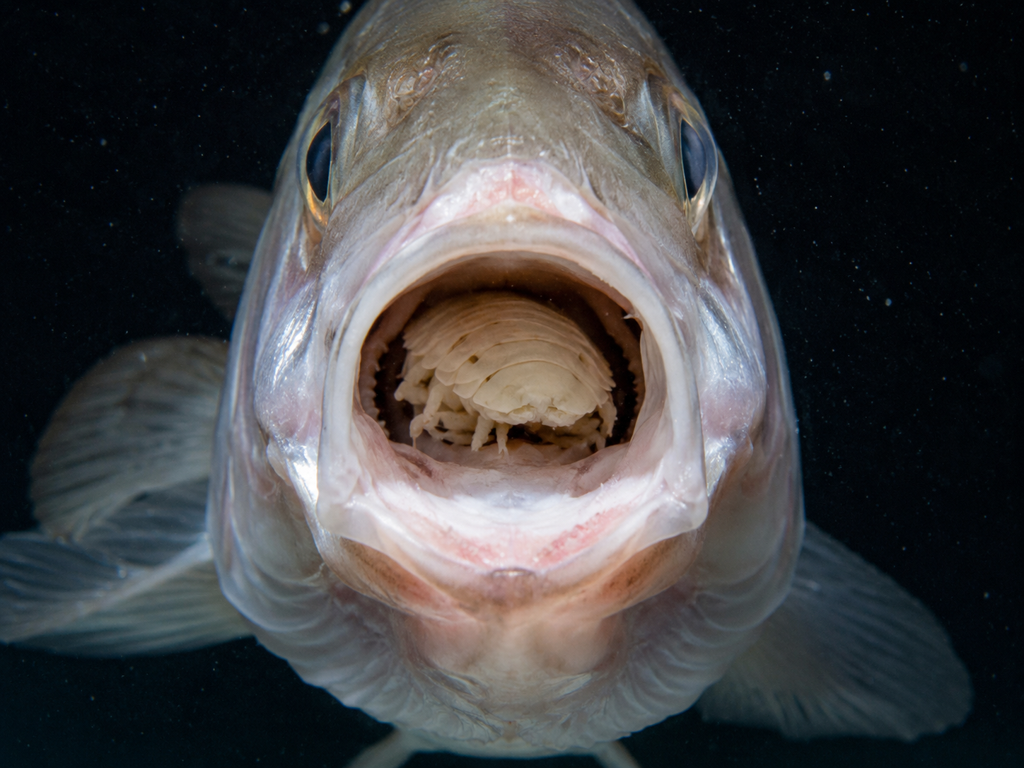 口を大きく開けた魚の内部に、白いウオノエが舌のように寄生している正面からの接写写真。暗い水槽背景の中で、節状の甲殻と脚が見える。