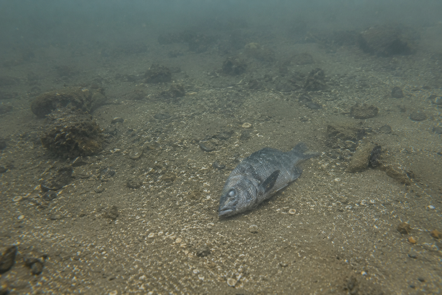 海底に沈んだクロダイの写真｜魚の死と海の分解者たち