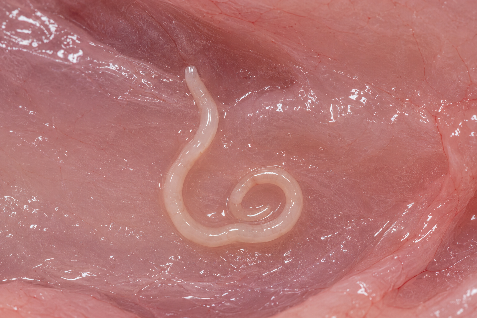 魚の淡いピンク色の筋肉表面を拡大した接写画像。半透明の白いアニサキス幼虫が渦を巻くように寄生している様子が見える。