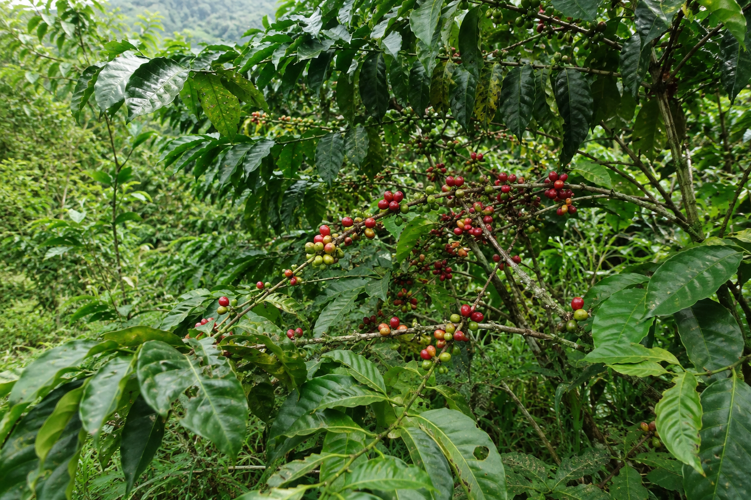 熱帯地域のコーヒー農園で育つコーヒーノキ。熟した赤いコーヒーチェリーが枝いっぱいに実る様子。