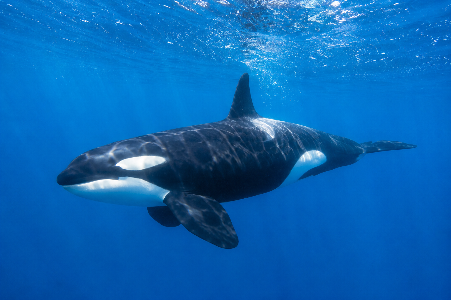 透き通った青い海の中を、一頭のシャチがゆったりと泳いでいる。海面から差し込む光が体に反射し、黒と白の特徴的な模様が鮮やかに浮かび上がっている。